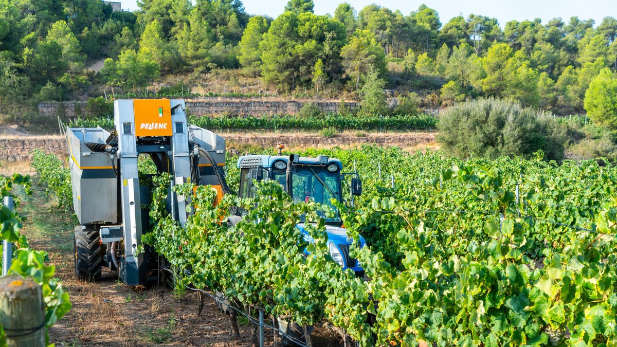 Els primers treballs de verema han començat amb la varietat albariño a l’Albagés. - PAU PASCUAL