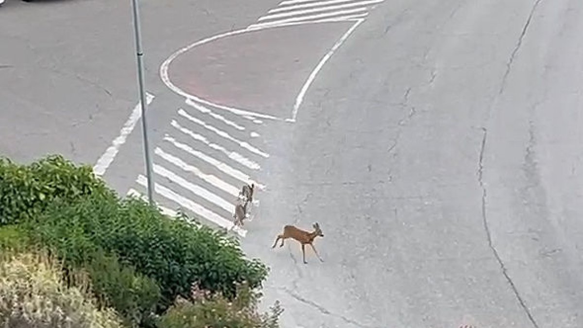Proliferación de corzos en los parques de La Pobla de Segur