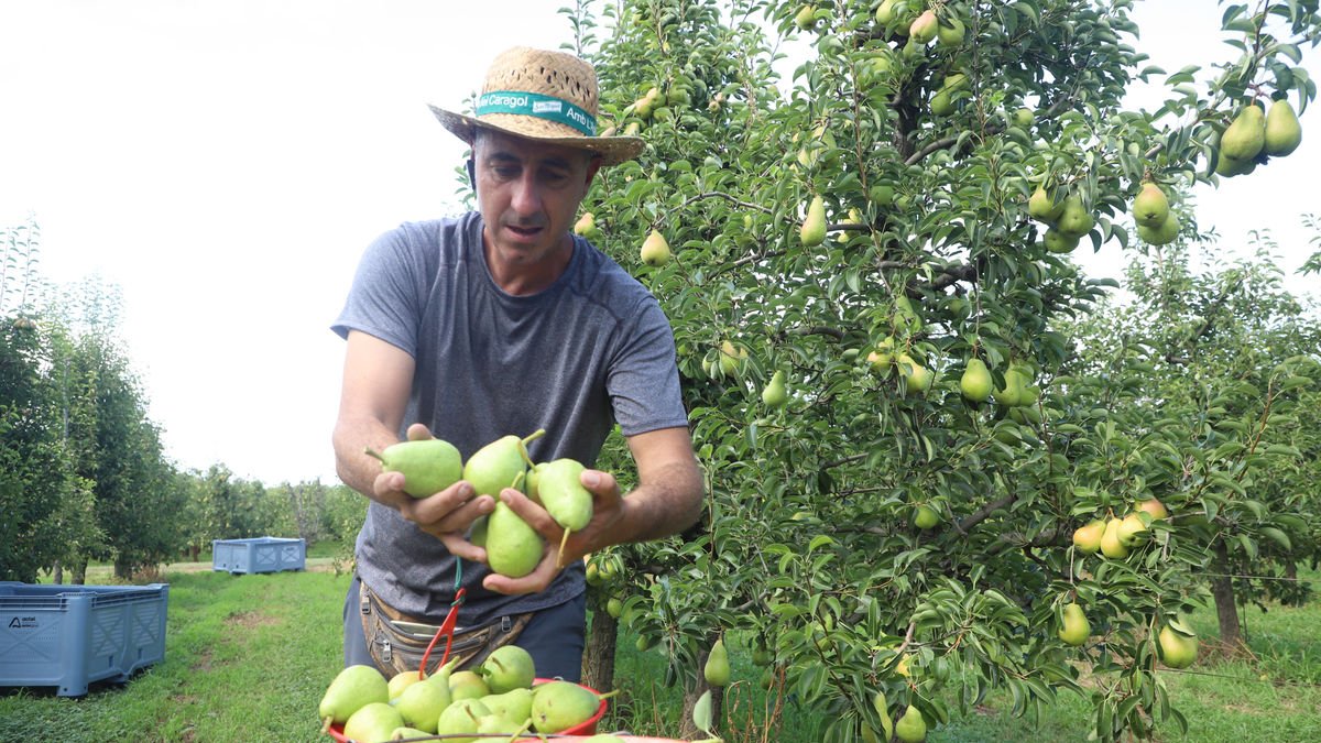 Jaume Gardeñes, en plena recogida de peras en su explotación en el mes de julio - MAGDALENA ALTISENT