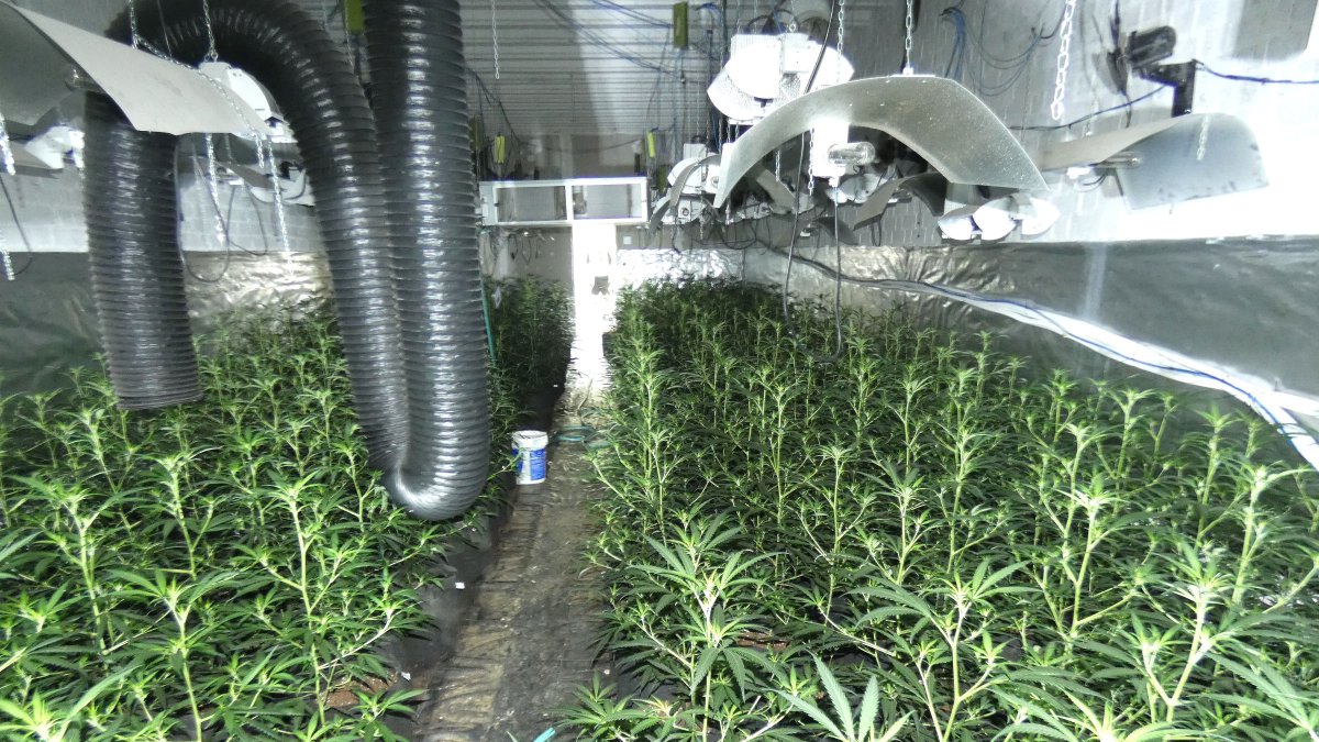 Desmantelan una plantación de cerca de 900 plantas de marihuana en Artesa de Lleida