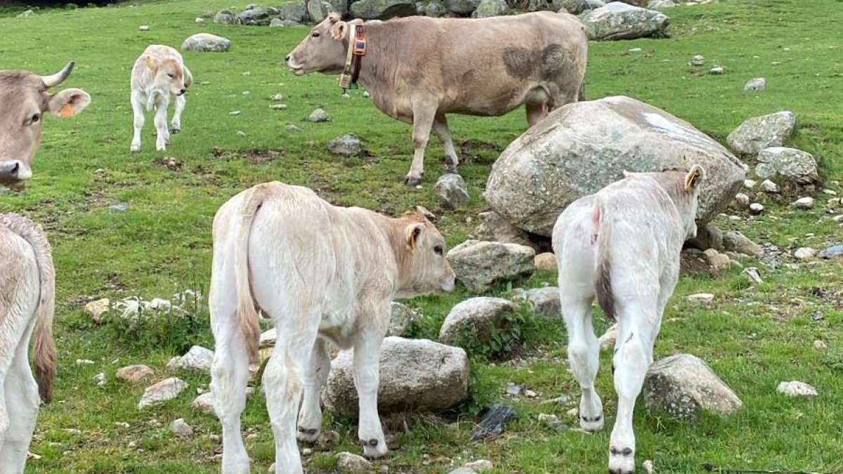 El IRTA y la Universidad de Córdoba han monitorizado con collares GPS los movimientos de más de 200 animales durante 18.750 horas. - IRTA
