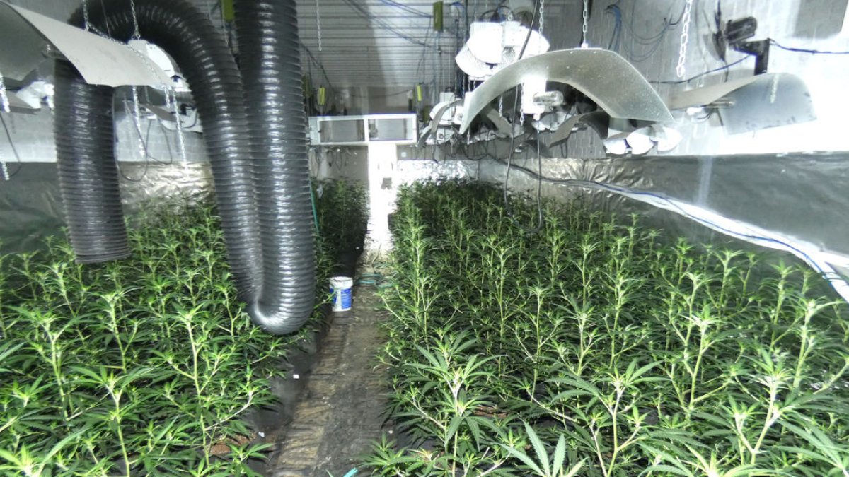 Imatge de les plantes trobades a l’interior d’un magatzem al polígon d’Artesa de Lleida. - MOSSOS D’ESQUADRA