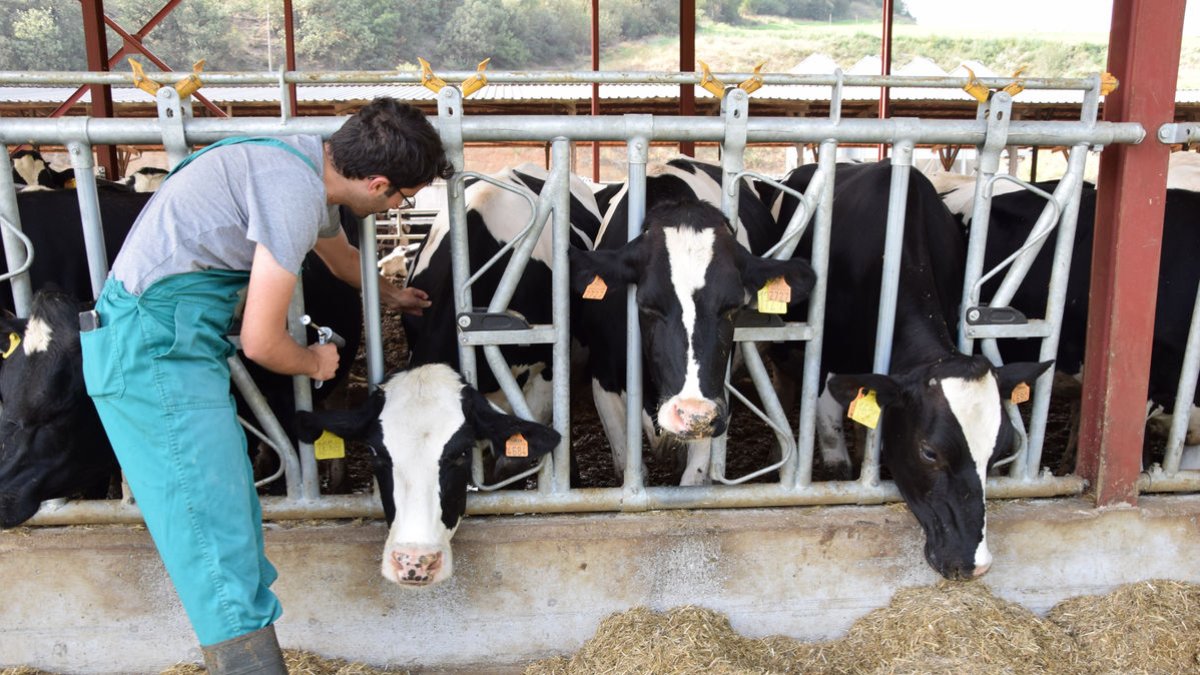 Un veterinari vacunant animals d’una granja la setmana passada a l’Alt Urgell. - C. SANS