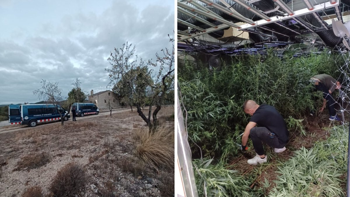 Imagen de la plantación descubierta y desmantelada por los Mossos.
