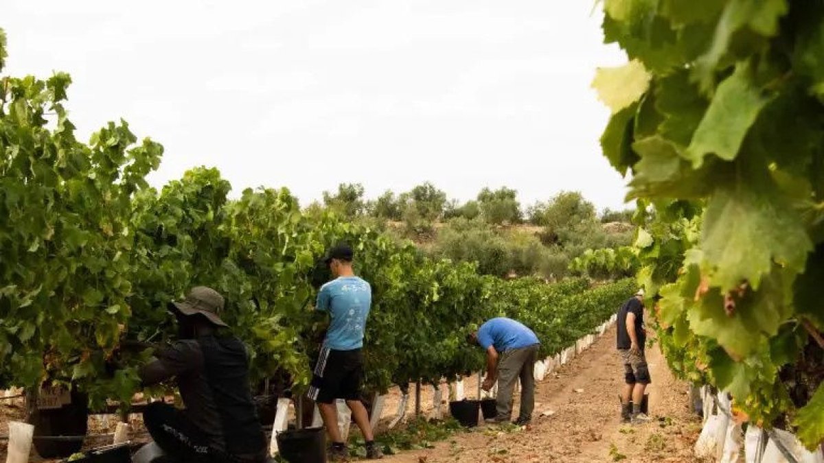El factor hídrico vuelve a ser, por tercer año consecutivo, el elemento que más va a marcar la cosecha. - L’OLIVERA