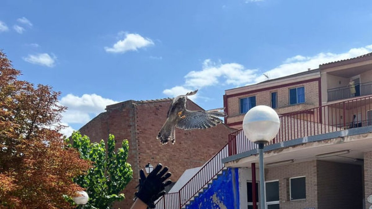 Un moment de l’alliberament d’aus rapinyaires que es va portar a terme ahir a les Garrigues. - A.R.