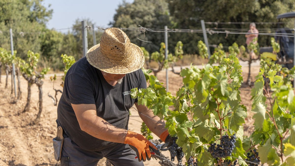 Una finca del grupo Tomàs Cusiné en El Vilosell,  que reclama agua ante la sequía que afecta la vid. - PAU PASCUAL