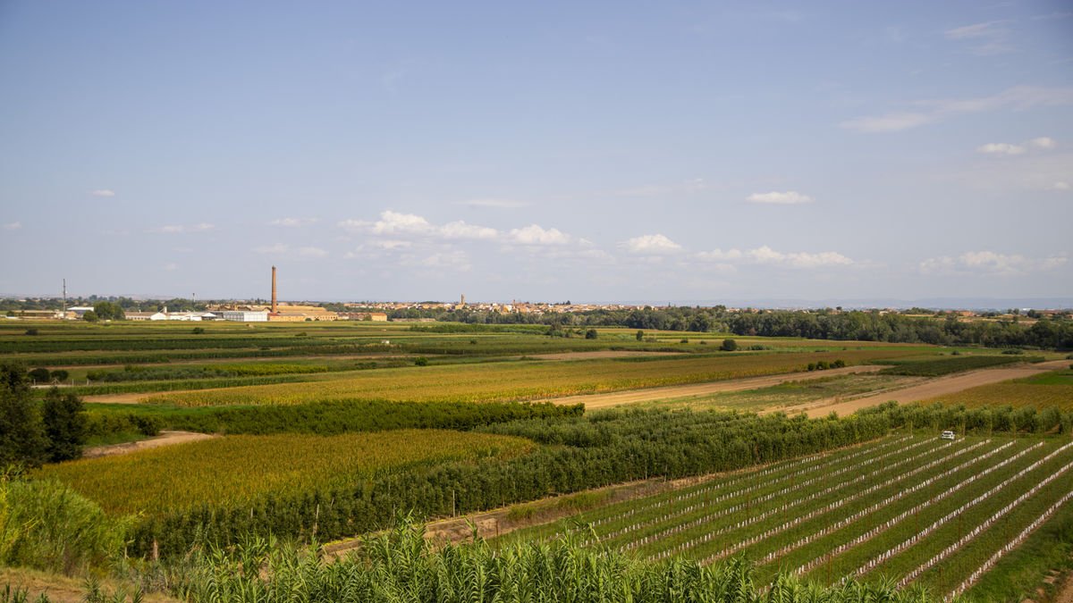 Imatge de finques de Menàrguens que reguen amb l’aigua de la Séquia del Cup, la majoria encara amb el sistema d’inundació. - PAERIA DE BALAGUER