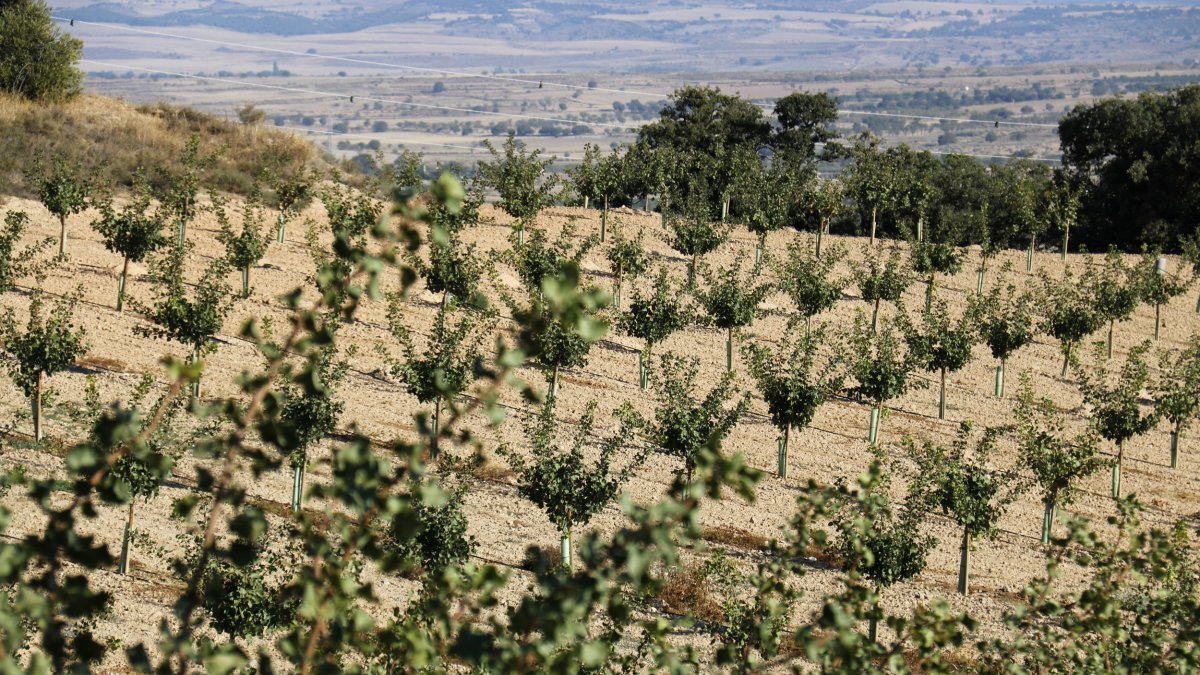 Finca de pistachos del Grupo Borges en Mas Colom de Tàrrega.