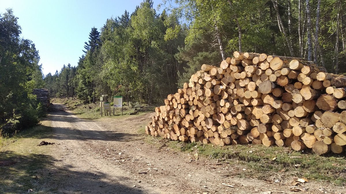 Los ecologistas denuncian la tala desmesurada de árboles. - ADLO PIRINEU