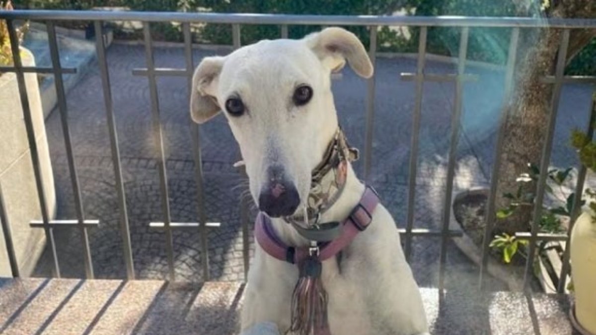 La perrita Nicoletta.