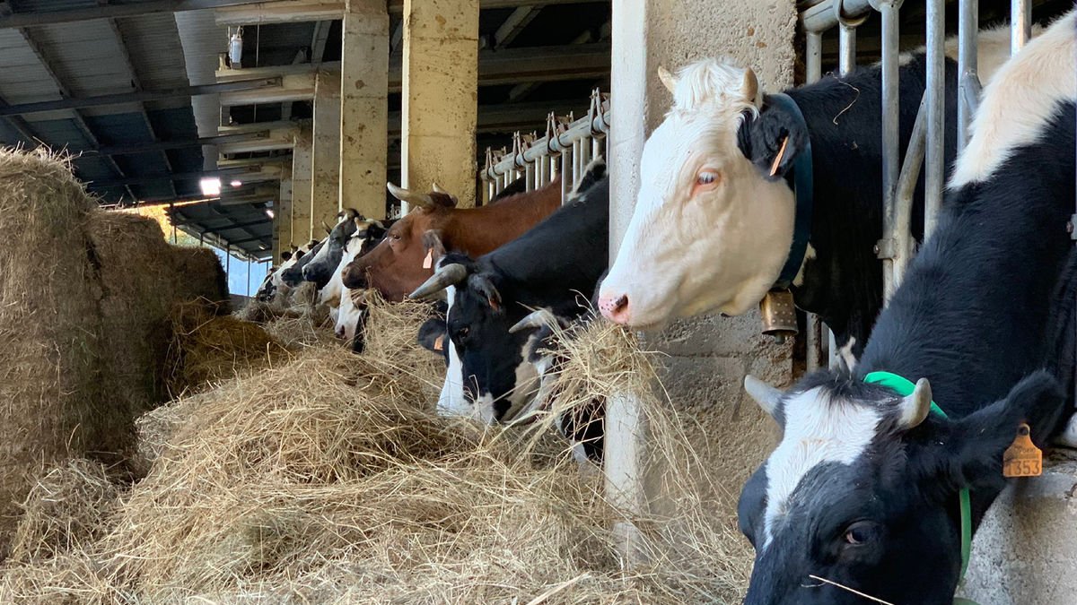 Lleida és la cinquena demarcació espanyola amb més cens de boví.