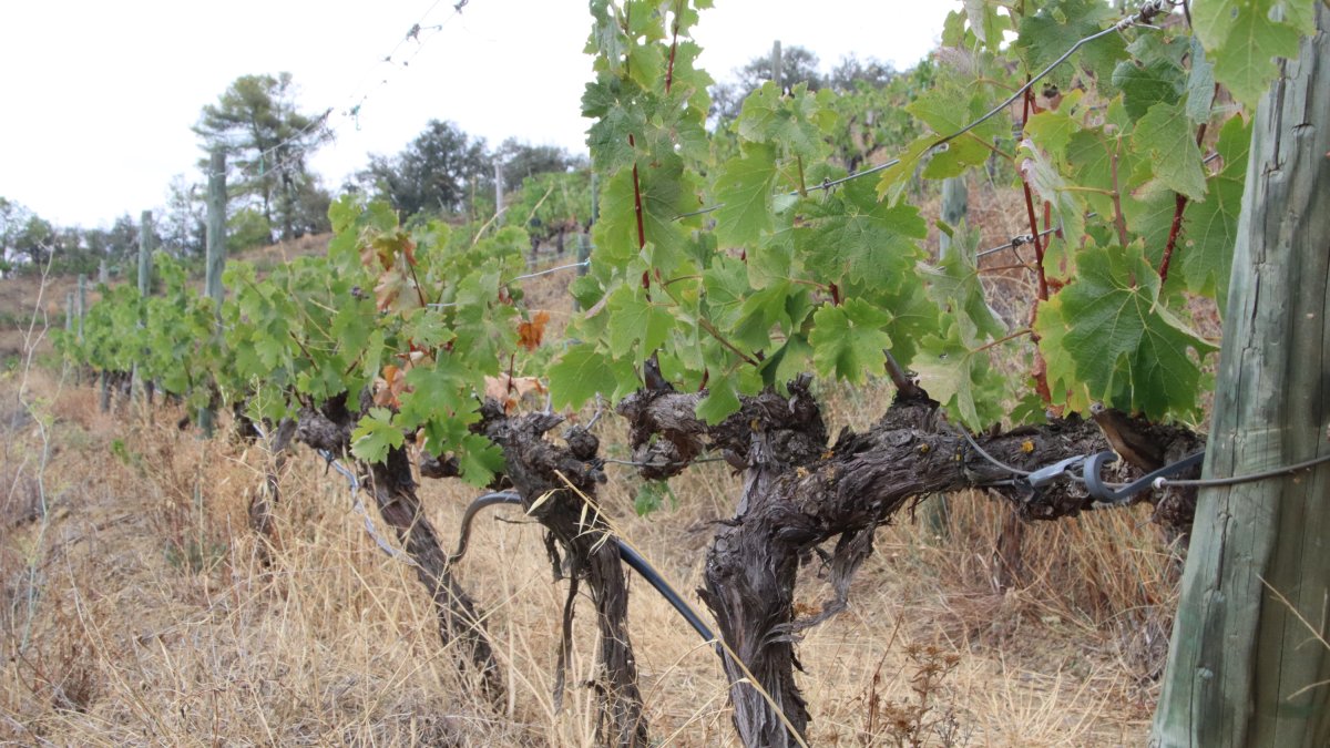 Imagen de unas cepas que están sufriendo las consecuencias de la sequía, en Torroja del Priorat.