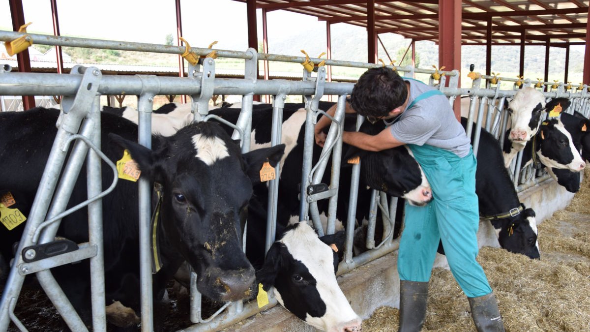 Vacunación de una granja del Alt Urgell contra la lengua azul. - C. SANS