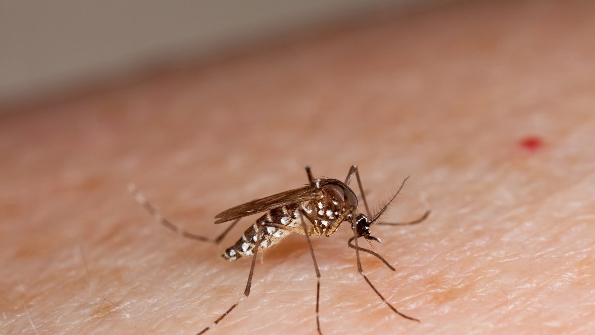 L’espècie de mosquit Aedes