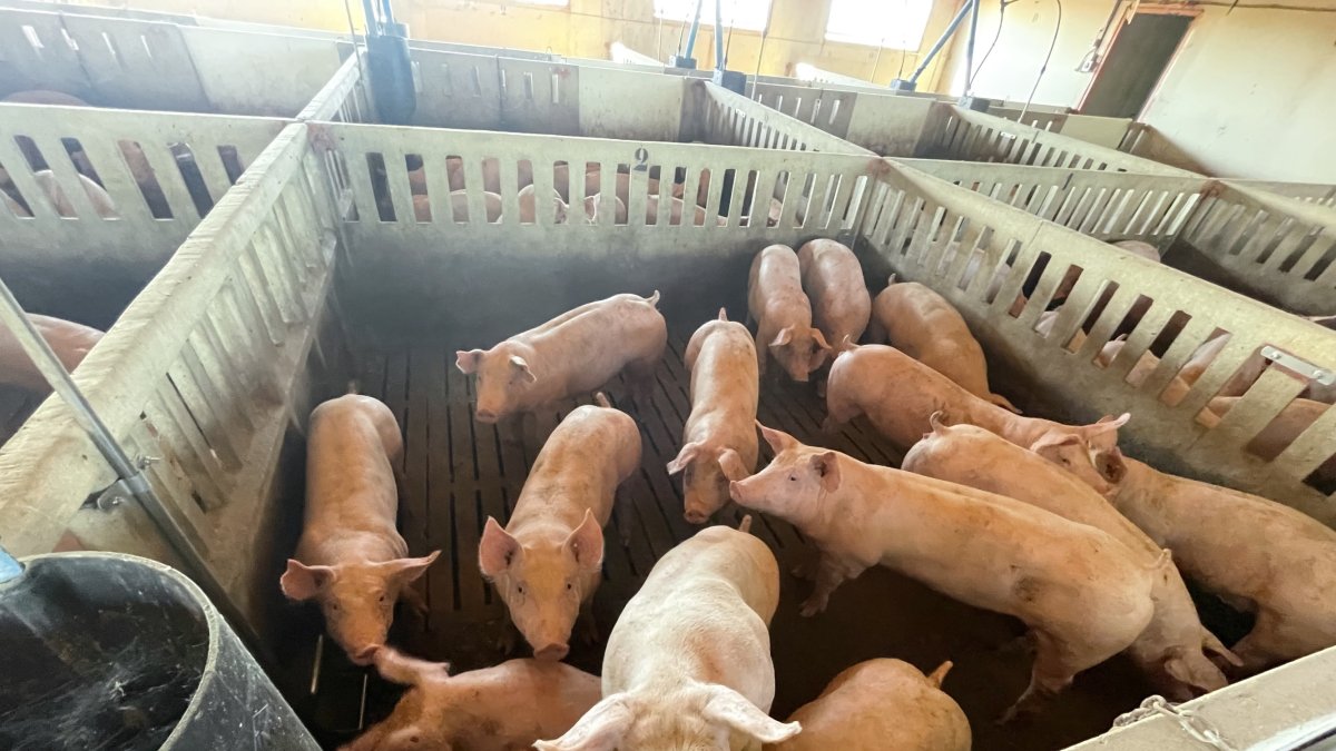 Una granja de cerdos.