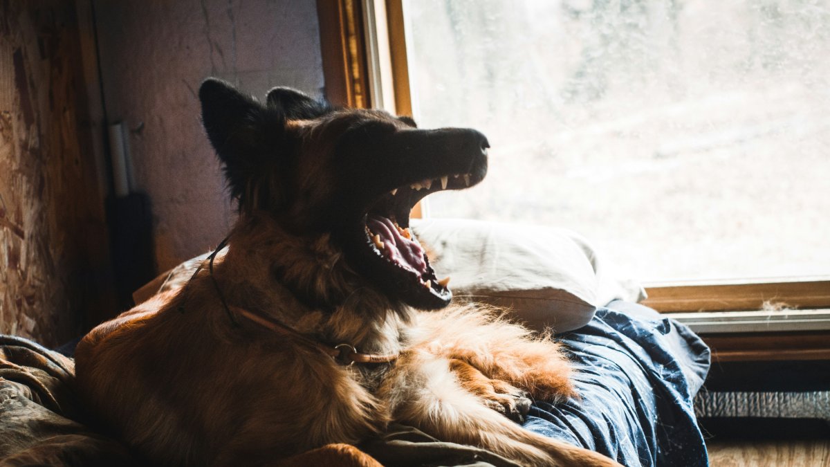 Imagen de archivo de un perro pastor belga.