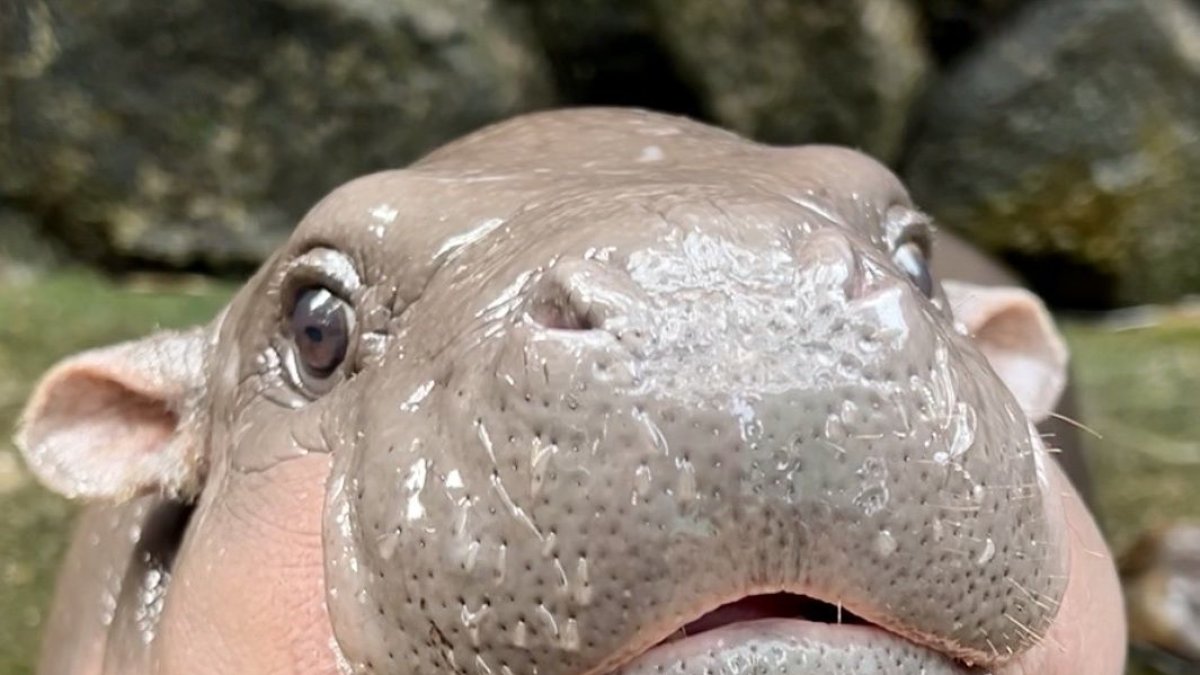 Con una cara adorable que parece sonreír y un carácter amistoso, un bebé hipopótamo pigmeo, una especie en peligro de extinción, se ha convertido en la estrella de un zoo cerca de Bangkok.
