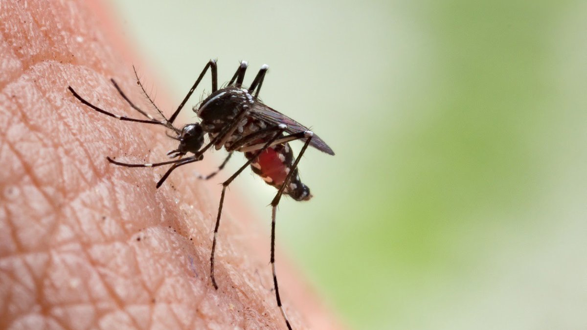 Imatge d’arxiu d’un mosquit.