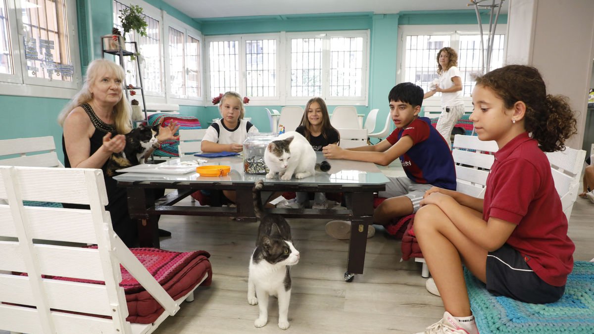 Los felinos Frida, Mixi y Galeta comparten aula con los alumnos en la academia The English Pear Tree. - AMADO FORROLLA