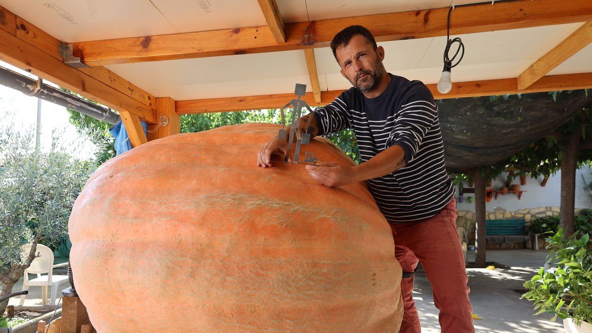 Sergi Balcells, con una de las calabazas gigantes que presentará al certamen. - CURSA TOSSAL DE LES TENALLES