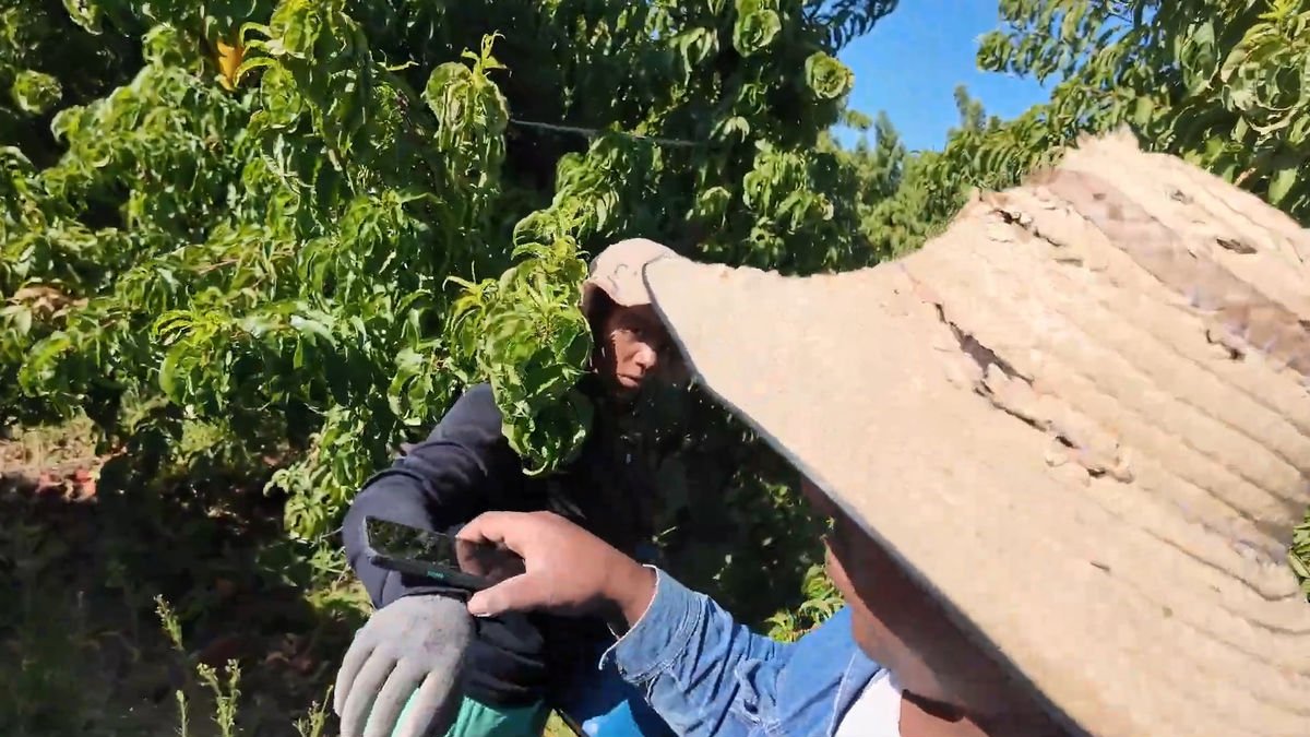 Una lectura con un móvil de la pulsera de un empleado de Summer Fruit. - RAWDATA