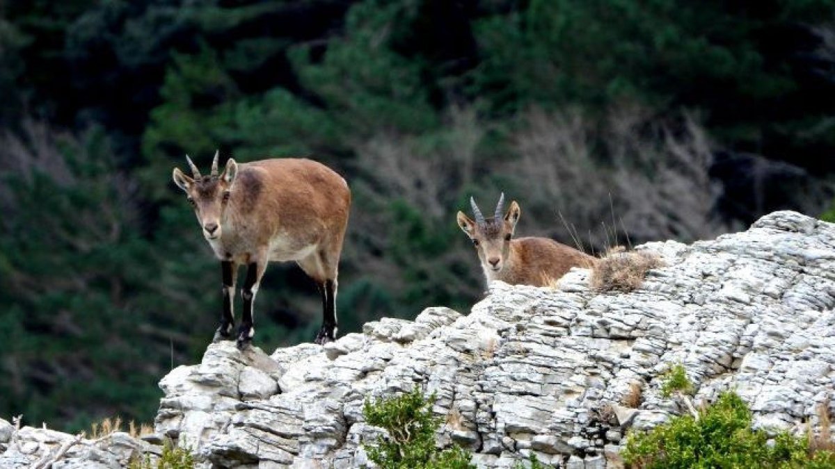 Els isards són el trofeu de caça major que més alt cotitza.