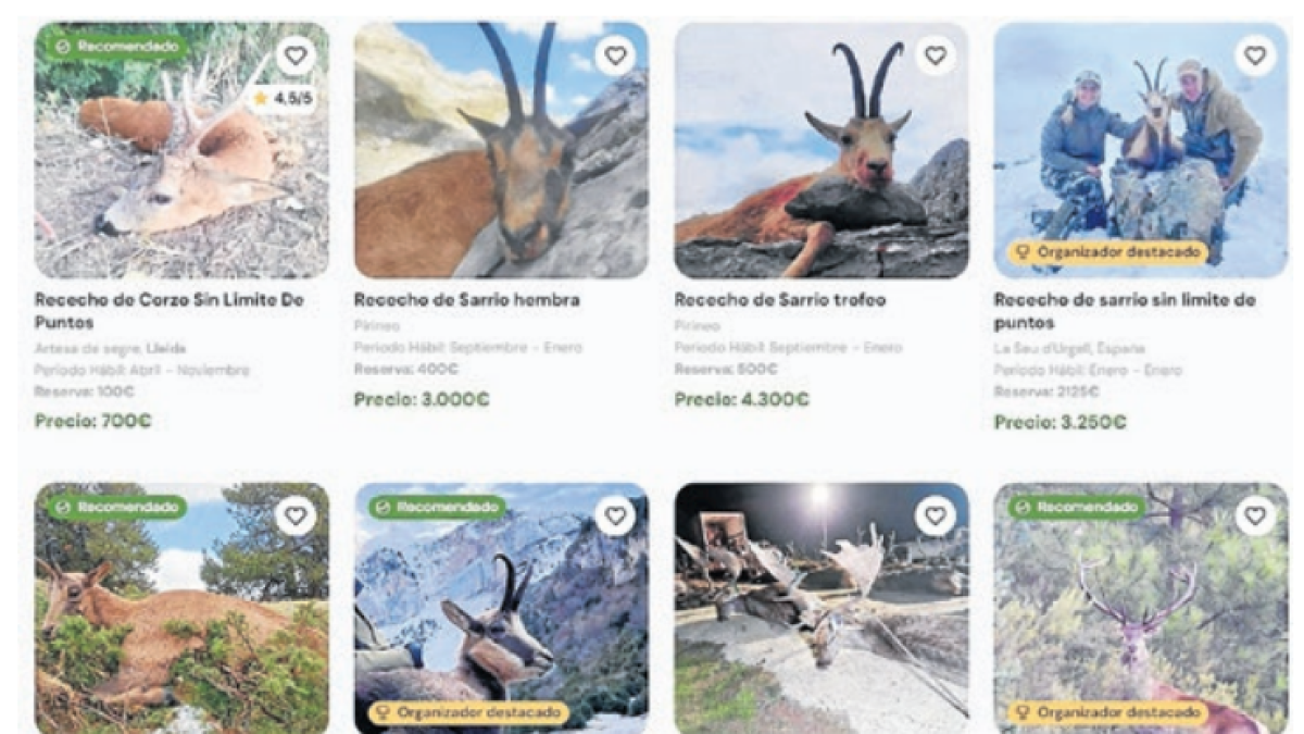 La caça d’‘alt estànding’ es consolida al Pirineu amb batudes a més de 3.000 €