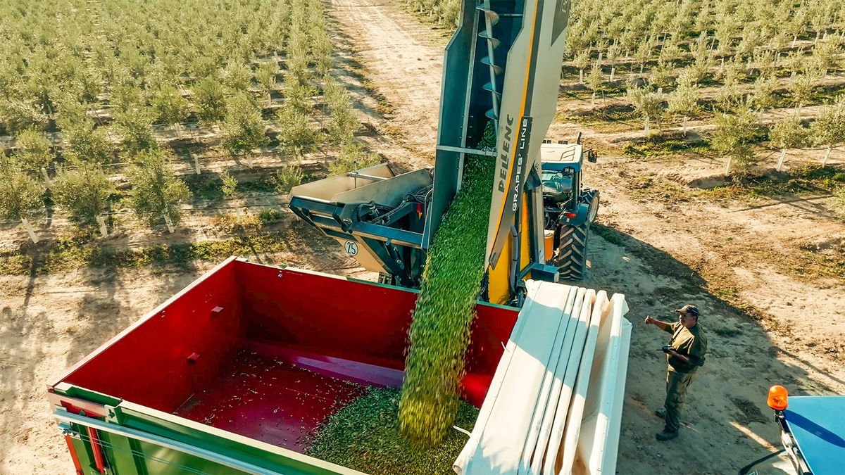 La empresa cosechará variedad Lecciana, Arbequina, Koroneiki y su exclusiva “Jardín Varietal Pons”. - PONS