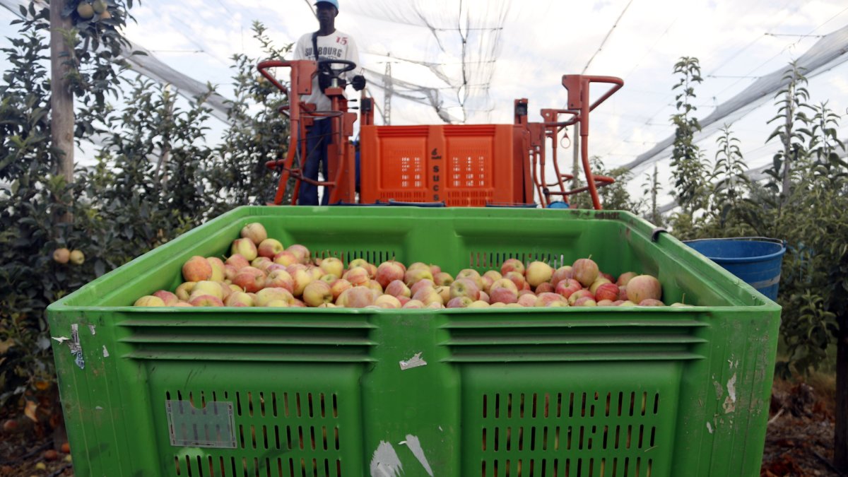 Collita de poma Gala en una finca de Bell-lloc d'Urgell.