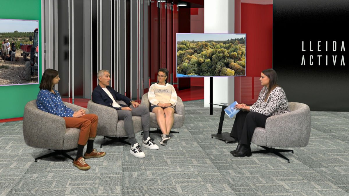 La vendimia 2024, en 'Lleida Activa' - LLEIDA TELEVISIÓ
