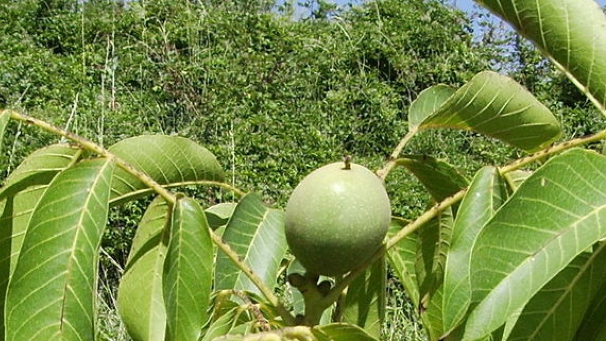 La ratafia es fa al mes de juny perquè el principal ingredient són les nous verdes.