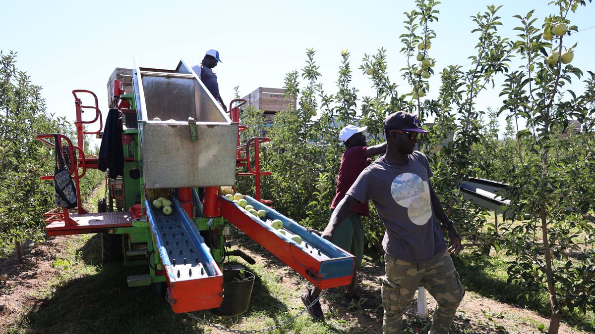 Recollida de poma golden aquest mes en una finca de Golmés. - JOAN GÓMEZ
