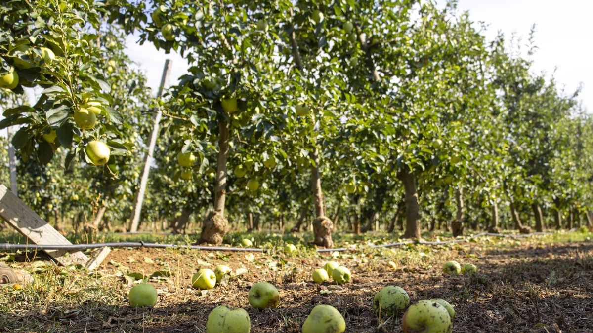 Los efectos de una de las tormentas de pedrisco que ha sufrido la zona frutera de Lleida este verano, en este caso en una finca de manzanos. - JORDI ECHEVARRIA