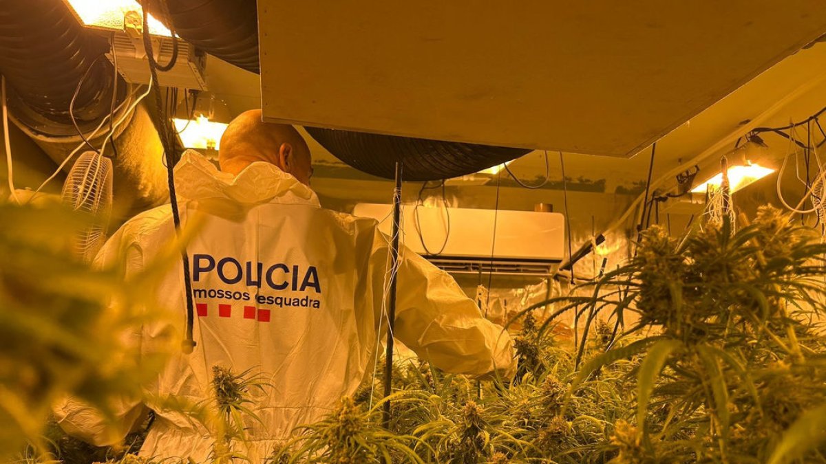 A l’interior de la casa van trobar 372 plantes. - MOSSOS D’ESQUADRA