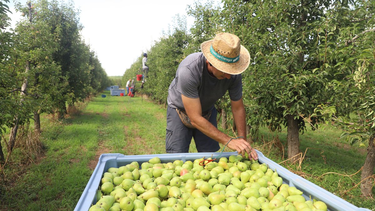 Recogida de peras en una explotación agraria leridana en julio. - MAGDALENA ALTISENT