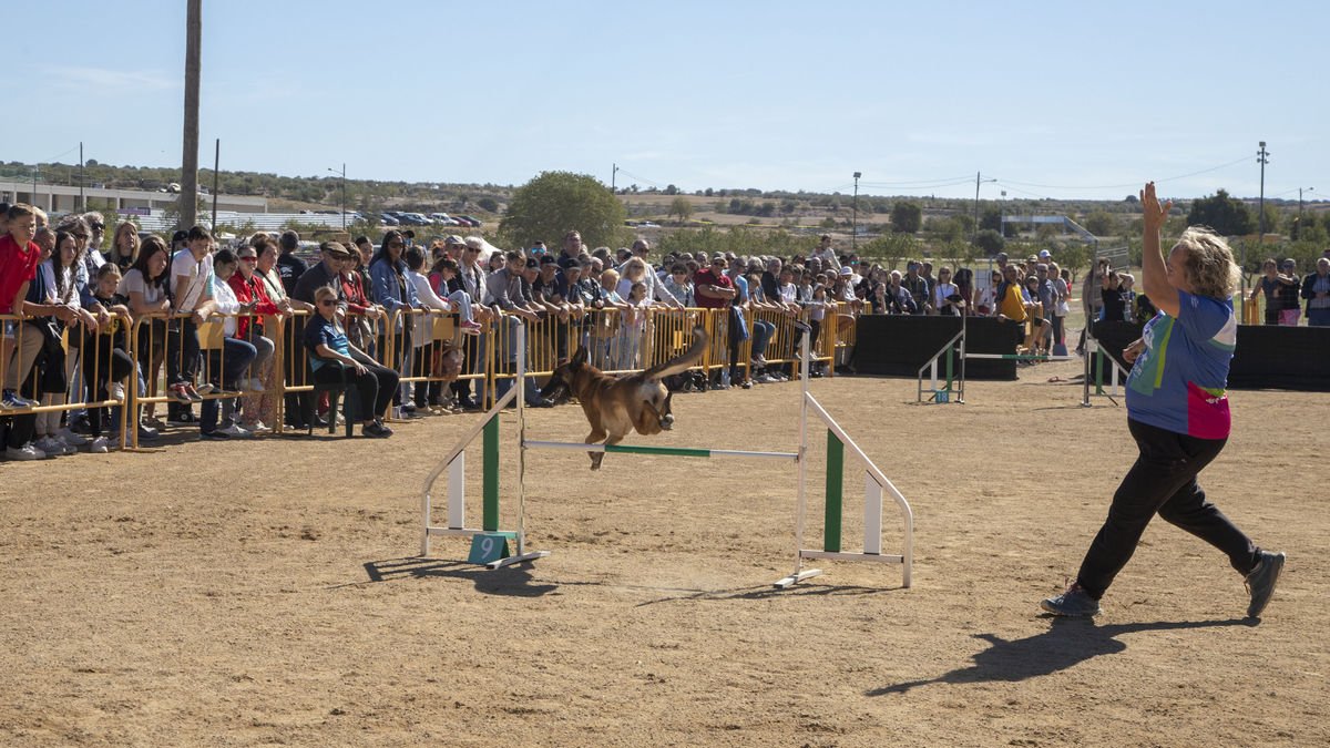 La competició d’agility va comptar amb la participació de 60 gossos i va atreure un nombrós públic. - LAIA PEDRÓS