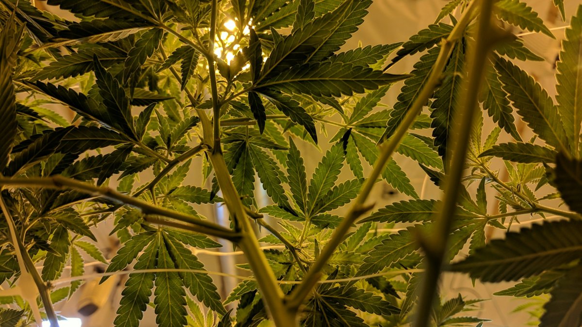 Imagen de archivo de plantas de marihuana.