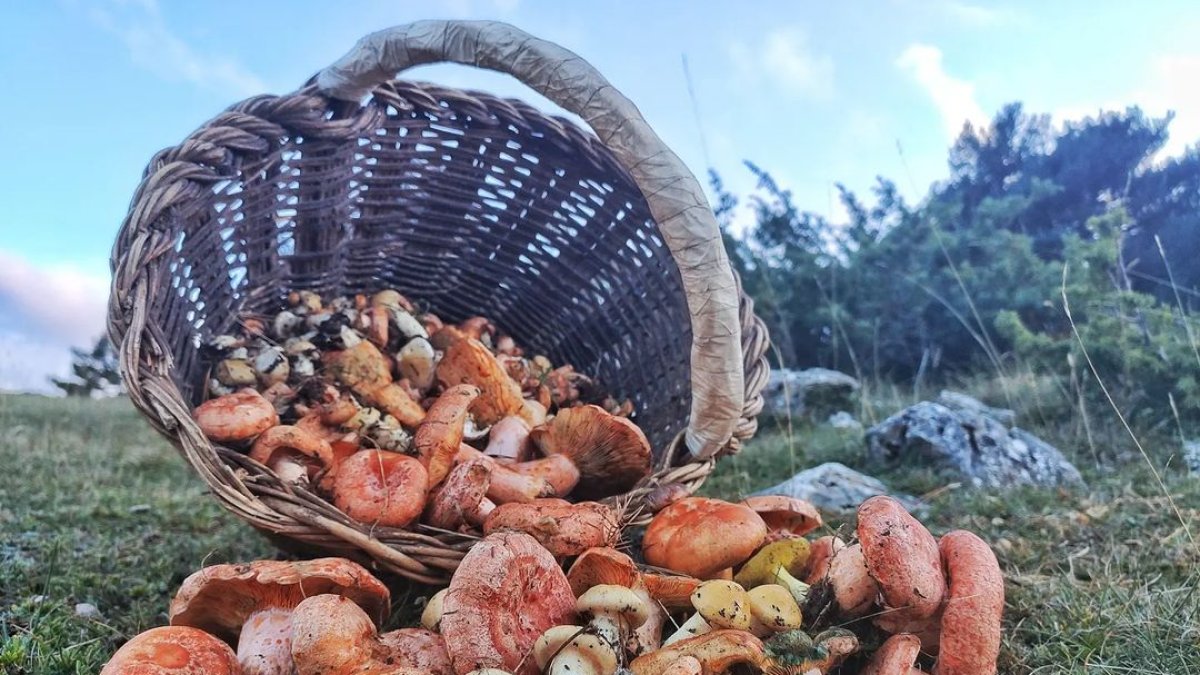 Has anat al bosc a collir bolets? Envia'ns la foto del teu cistell i guanya una estada a l'Hotel Can Boix de Peramola.