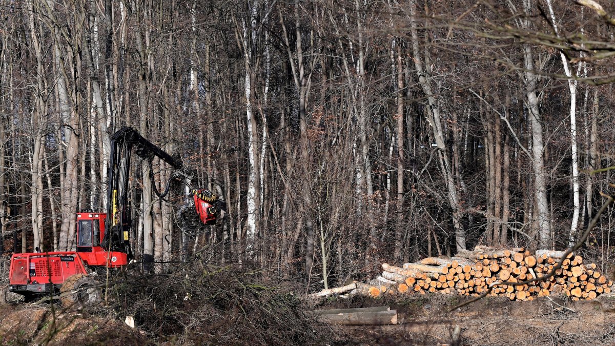 Maquinària pesada tala arbres en un bosc a Alemanya, en una imatge d’arxiu. EFE/ Sascha Steinbach