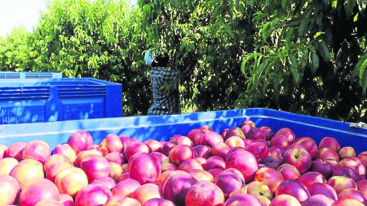 Frutas Lozano es uno de los principales asentadores de Fraga.