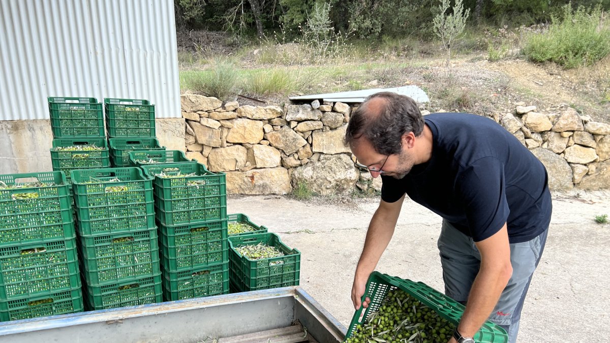 Un productor de aceite vertiendo las olivas al Molino del valle de Barcedana.