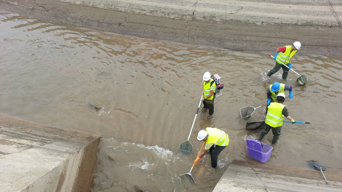 Rescat de peixos durant un buidatge periòdic d'un canal fet per Endesa.
