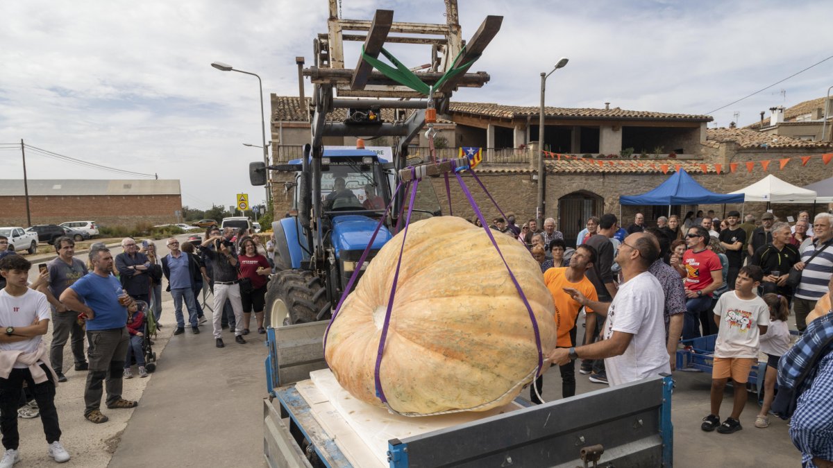 Un tractor amb elevador transporta la carabassa guanyadora