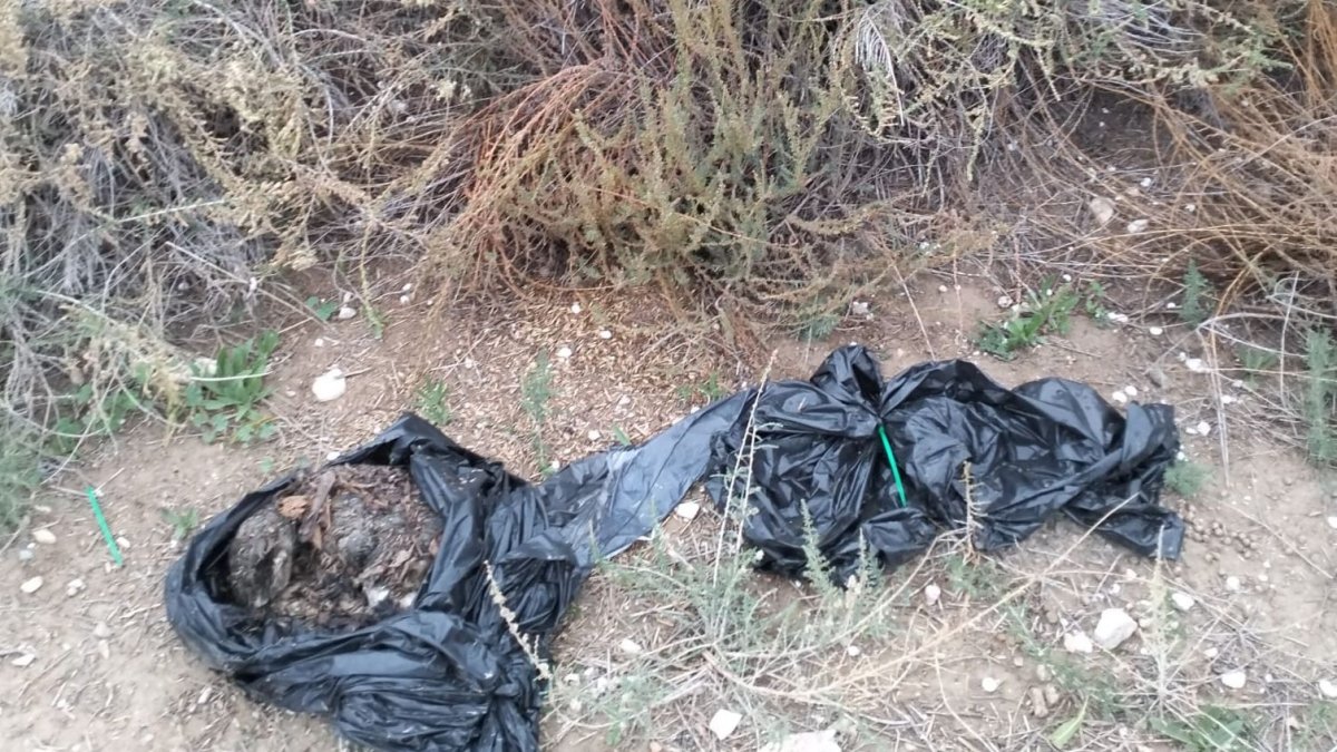 El gat escanyat va ser trobat en una bossa d’escombraries.