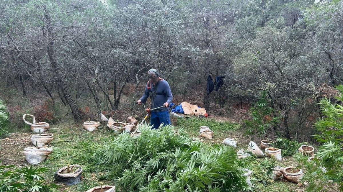 Els Mossos van destruir la plantació, on van localitzar 1.213 plantes. - MOSSOS D’ESQUADRA