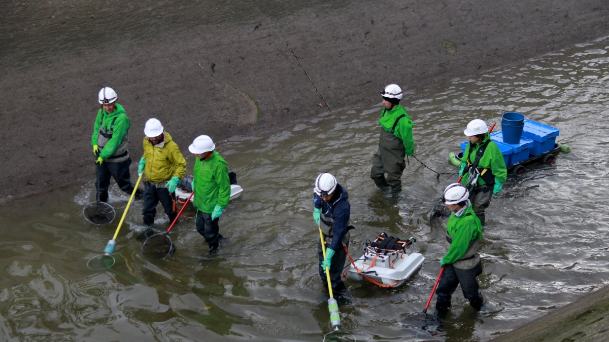 Técnicos revisan el canal de Seròs en Montoliu de Lleida para rescatar los peces atrapados durante el vaciado de la infraestructura hidráulica.