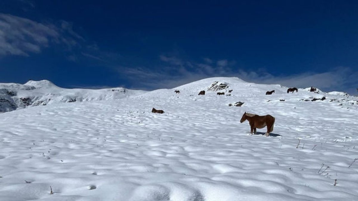 Esquí y caballos en un Pla de Beret nevado - DGS