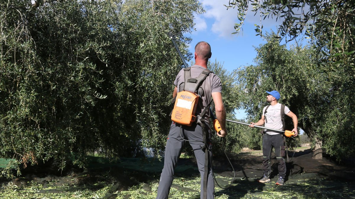 Recol·lecció d’olives arbequines en una finca de Juncosa. - ACN