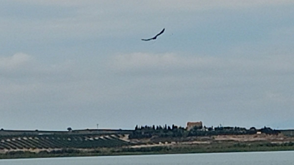 Un ocell aquàtic sobrevola la massa d’aigua de l’embassament d’El Fondo de Sant Salvador. - E.B.D.